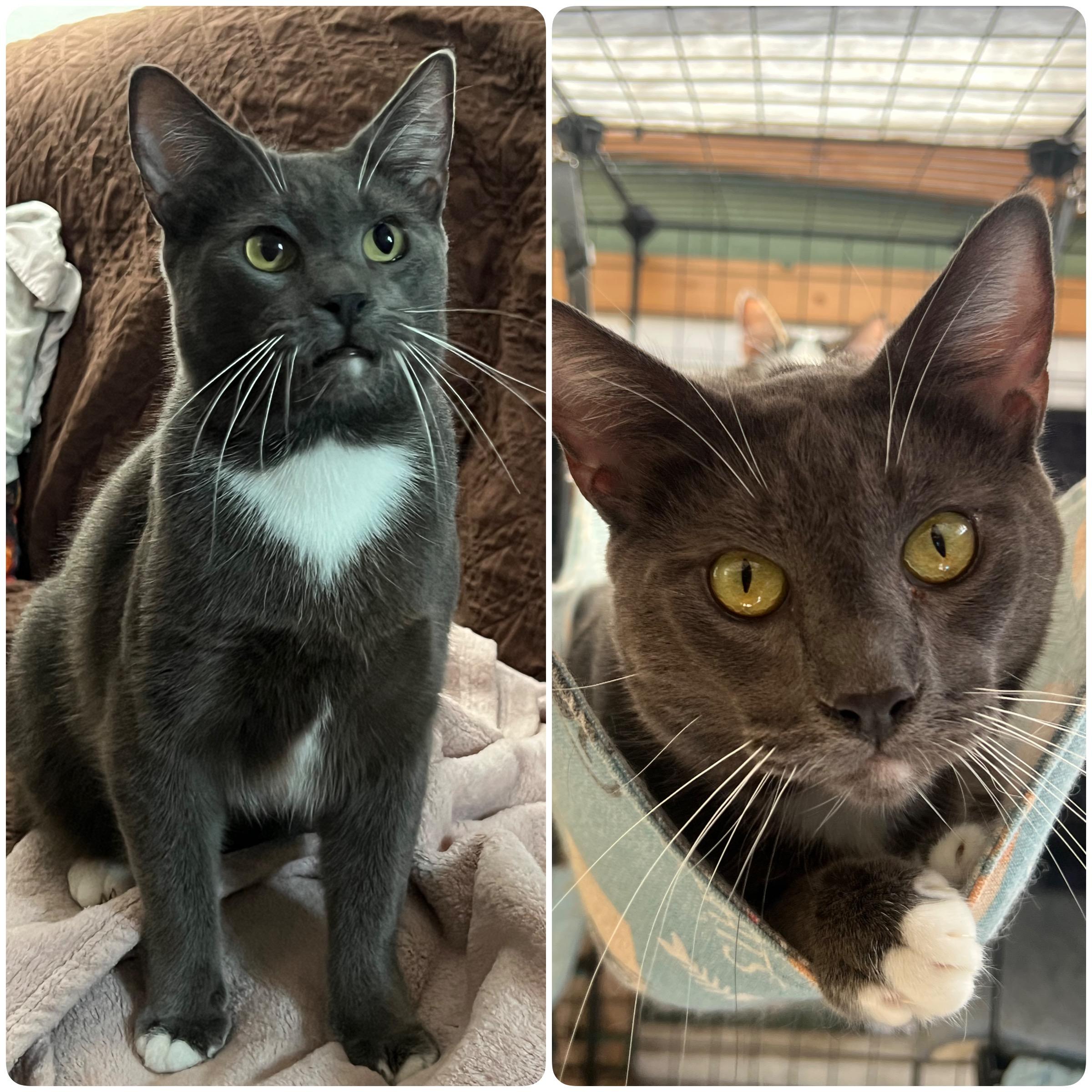 Shade, a Adoptable Domestic Short Hair in San Jose, CA image 1/6