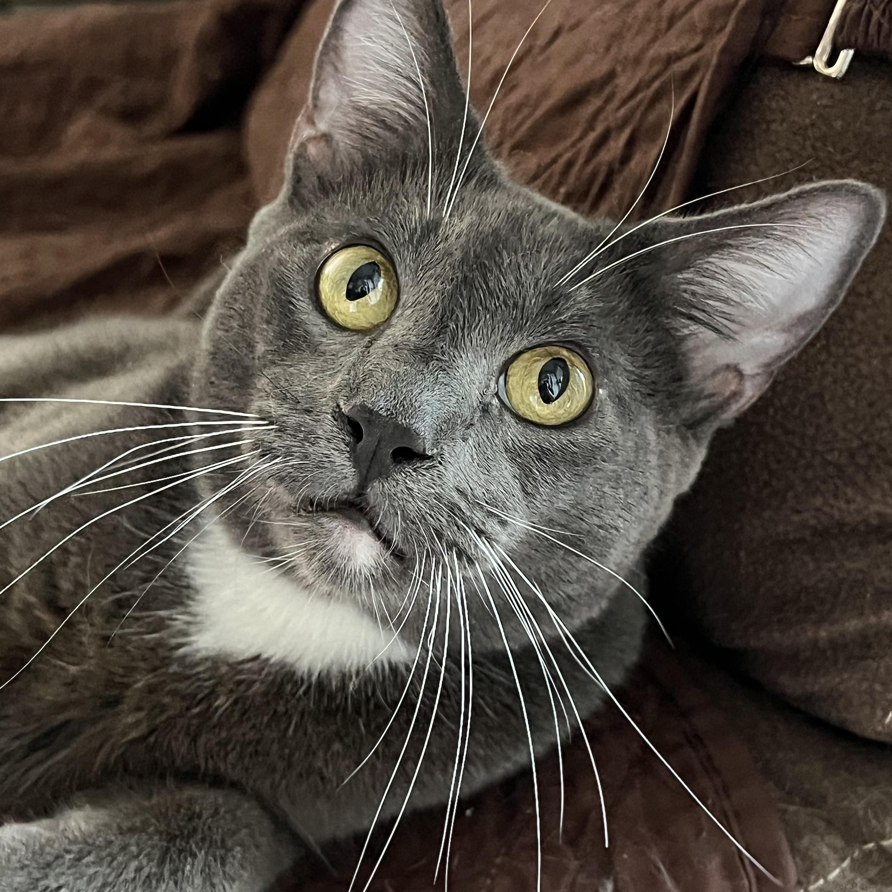 Shade, a Adoptable Domestic Short Hair in San Jose, CA image 2/6