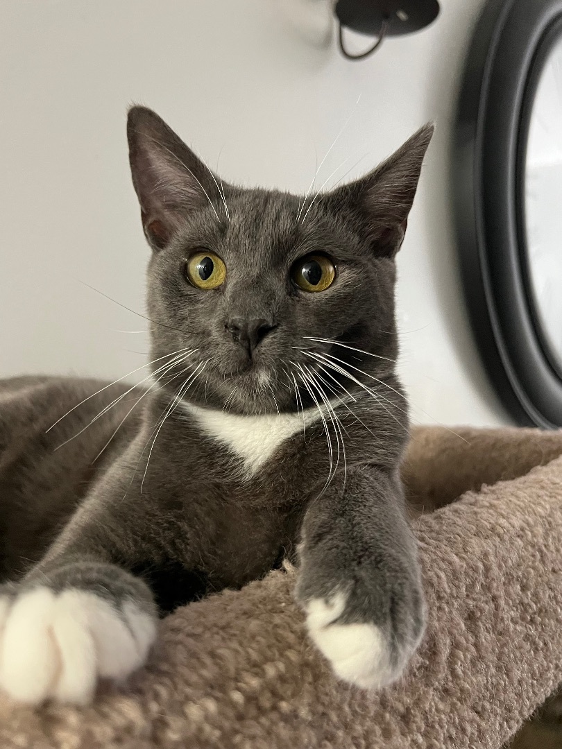 Shade, a Adoptable Domestic Short Hair in San Jose, CA image 3/6