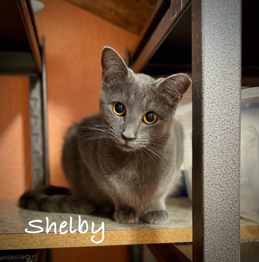 Shelby