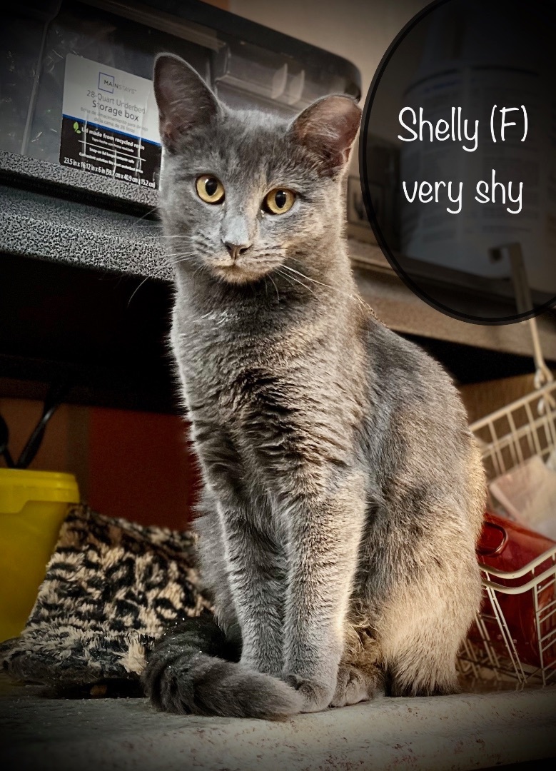 Shelby