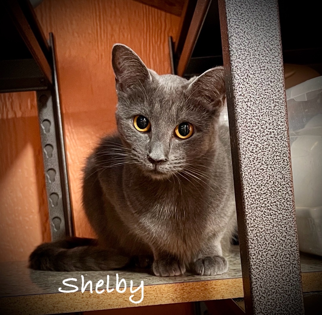 Shelby