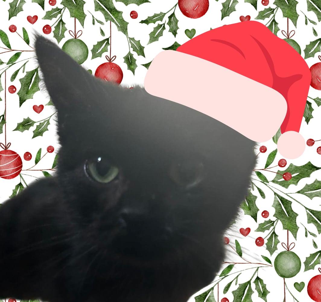 Enlarge Midnight , a Adoptable mixed breed in Parma, OH image 1/1