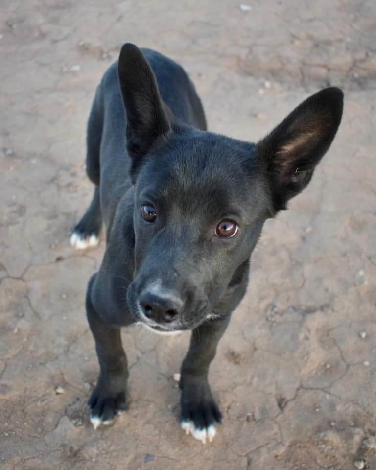 Kerry, Adopted, Adult Female Siberian Husky.