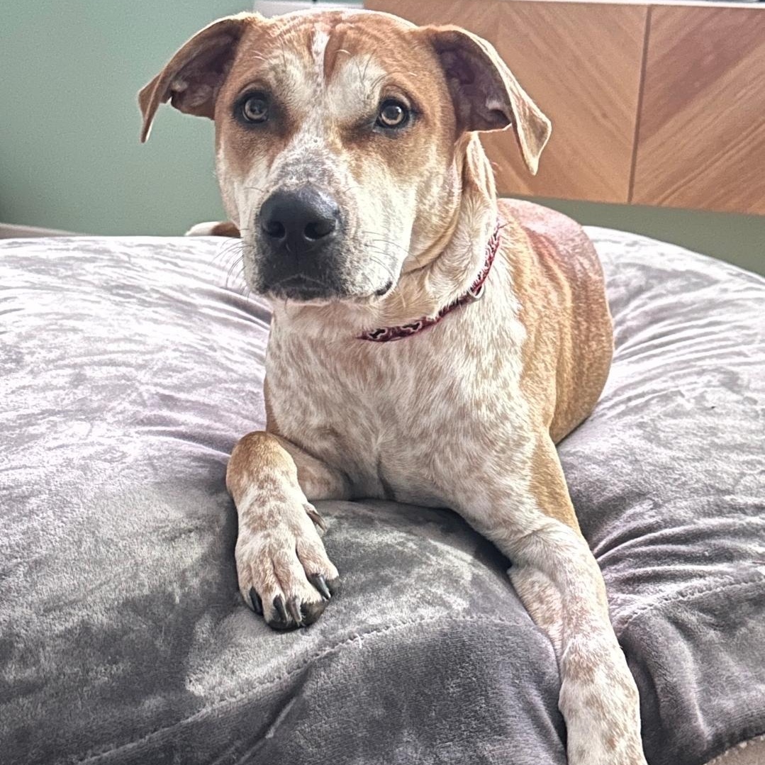 Enlarge Toby, a Adoptable mixed breed in Colonial Heights, VA image 1/5