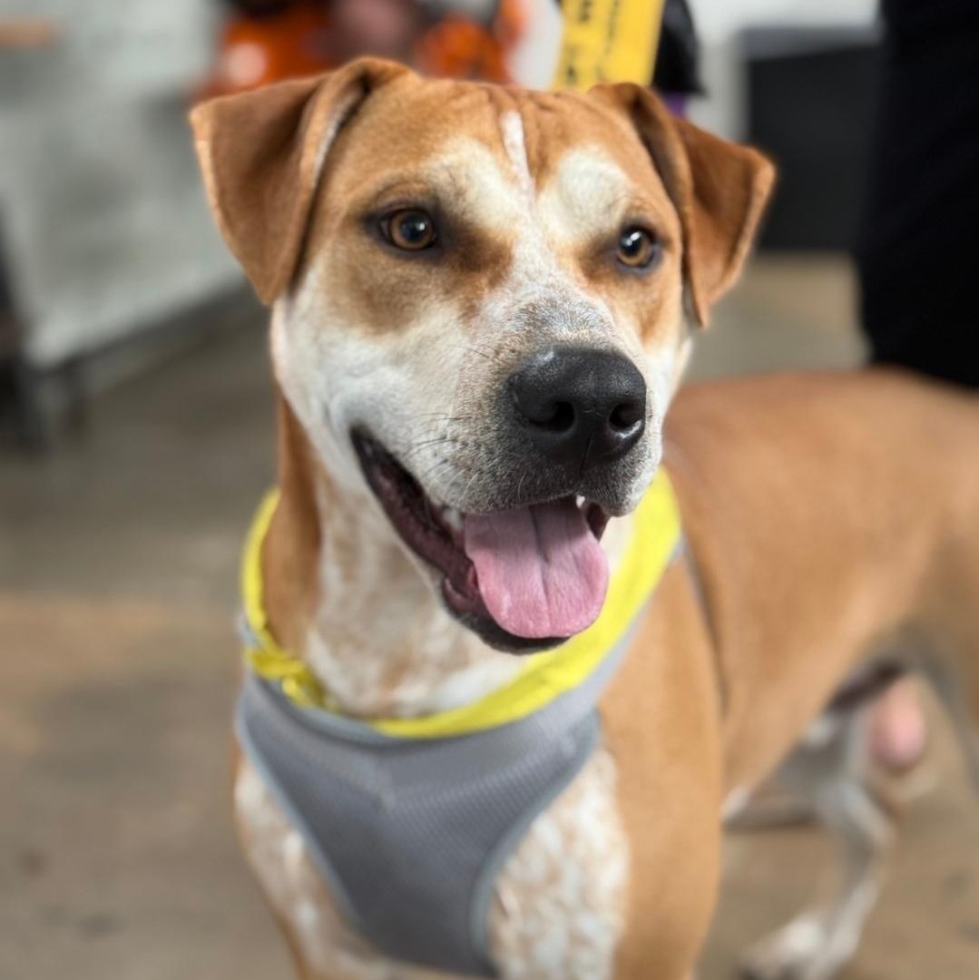 Toby, a Adoptable mixed breed in Colonial Heights, VA image 1/5