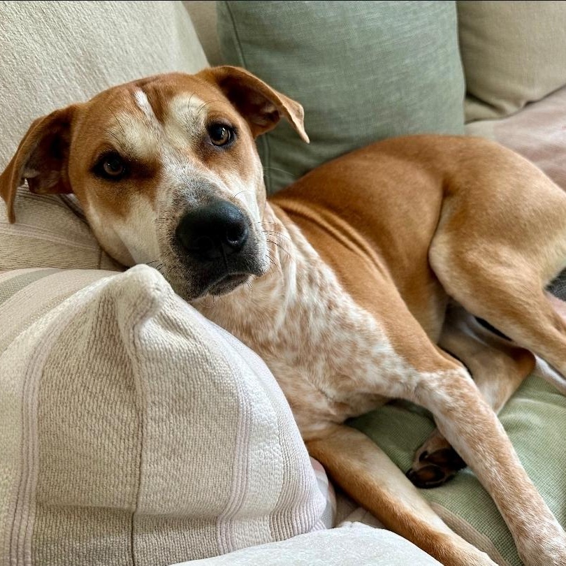 Enlarge Toby, a Adoptable mixed breed in Colonial Heights, VA image 5/5