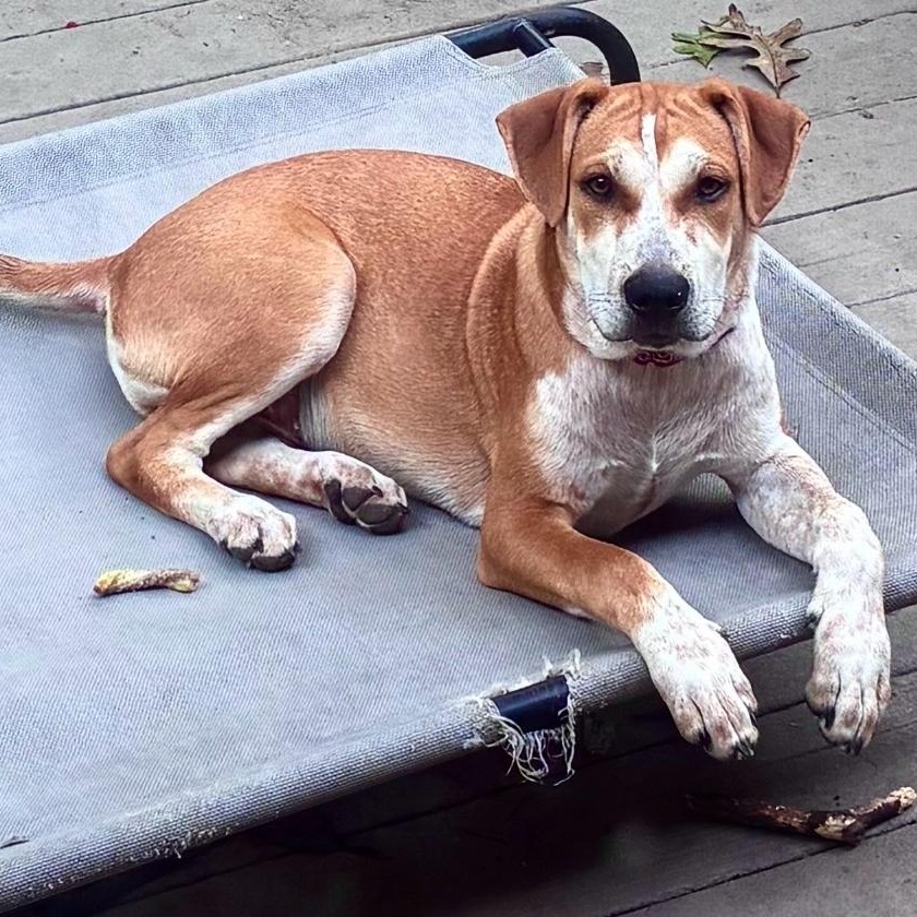 Enlarge Toby, a Adoptable mixed breed in Colonial Heights, VA image 4/5