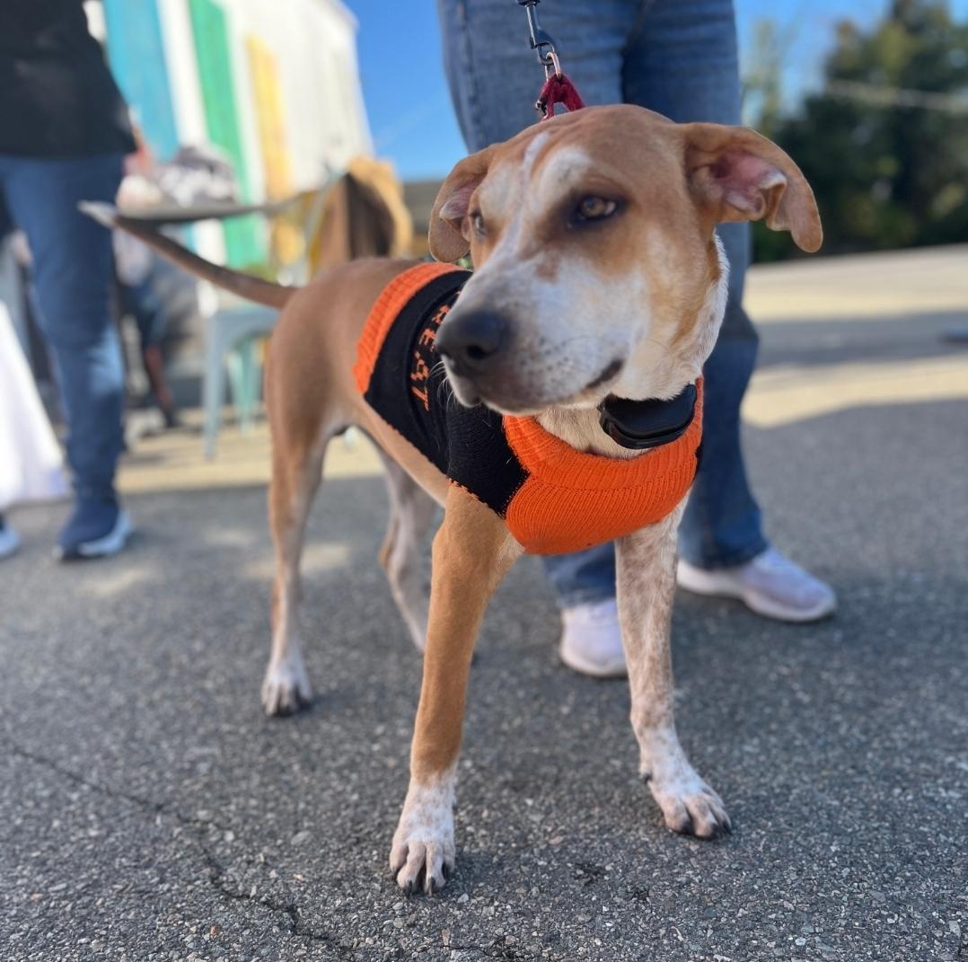 Enlarge Toby, a Adoptable mixed breed in Colonial Heights, VA image 2/5