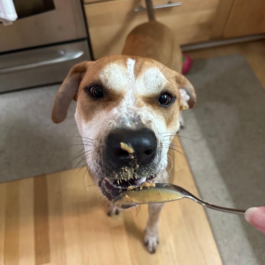 Enlarge Toby, a Adoptable mixed breed in Colonial Heights, VA image 4/5