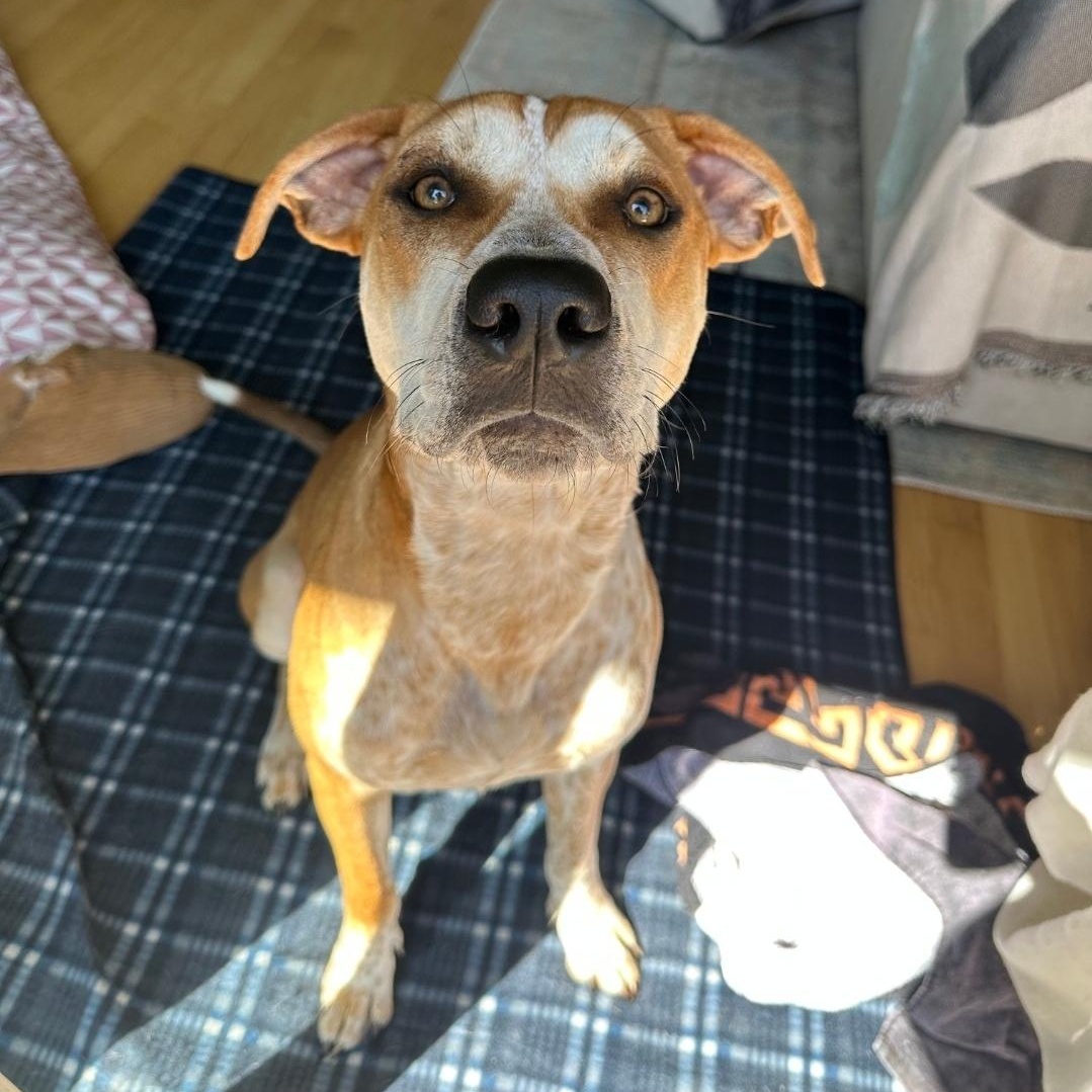 Enlarge Toby, a Adoptable mixed breed in Colonial Heights, VA image 3/5