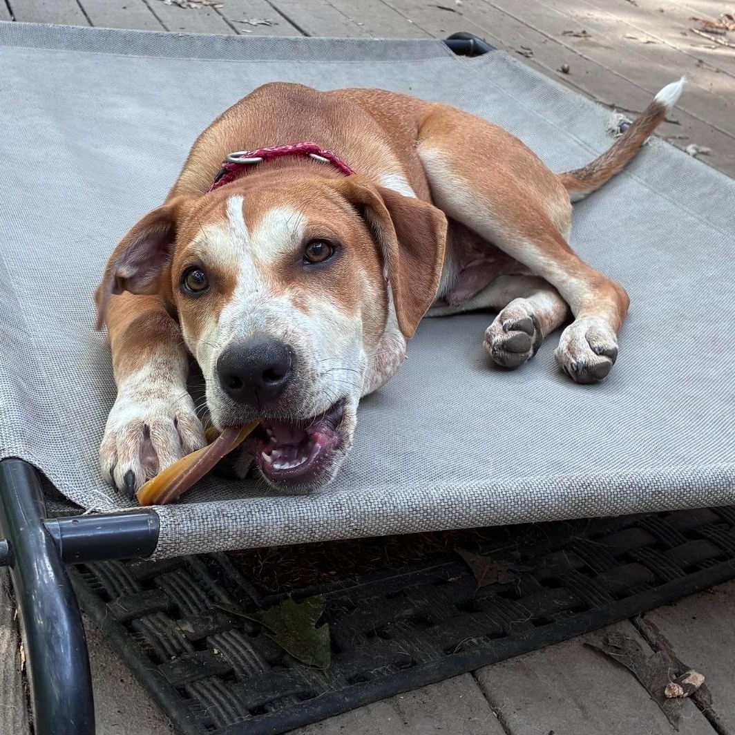 Enlarge Toby, a Adoptable mixed breed in Colonial Heights, VA image 3/5