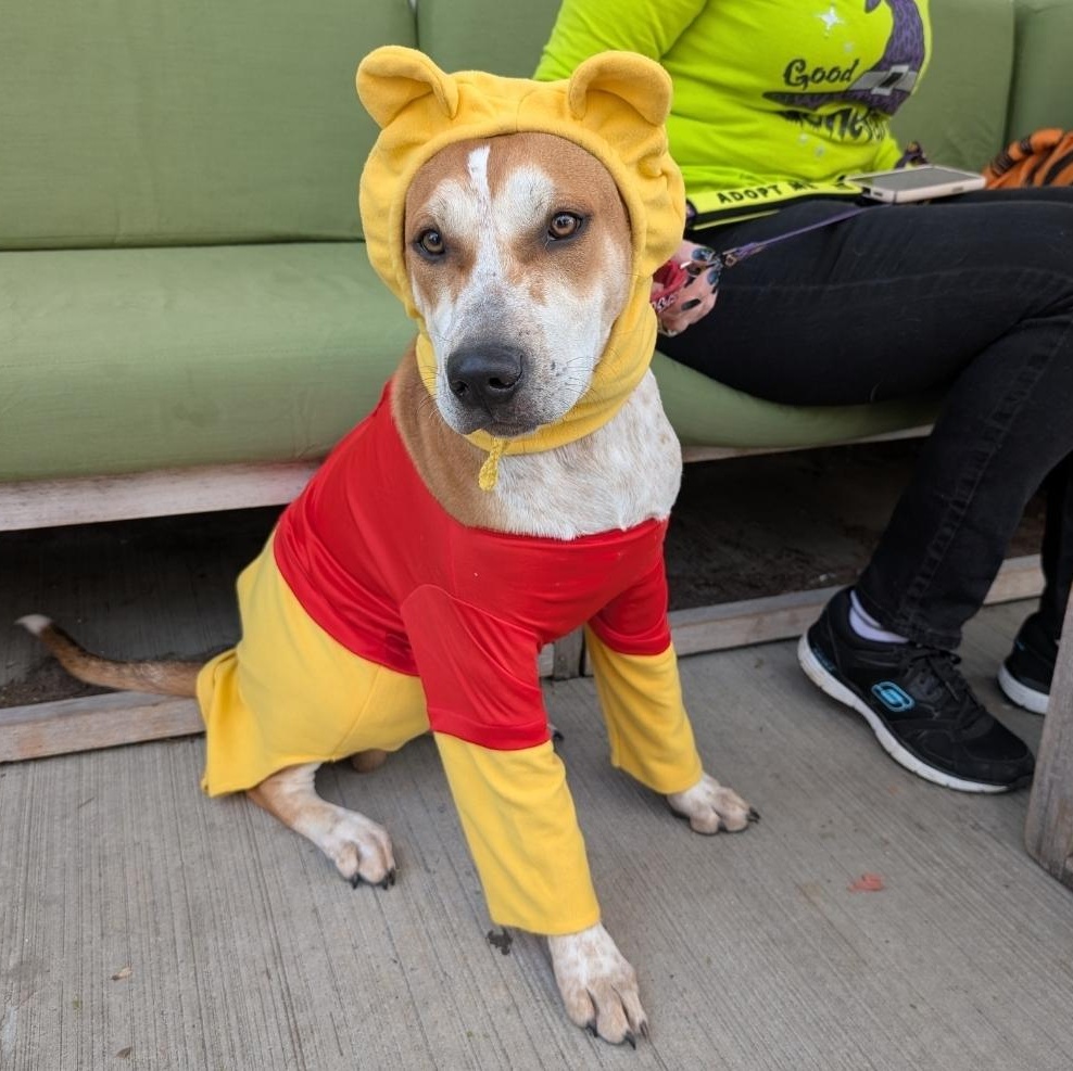 Enlarge Toby, a Adoptable mixed breed in Colonial Heights, VA image 1/5