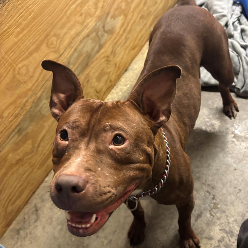 Enlarge Sheba, a Adoptable Pit Bull Terrier in Falmouth, KY image 1/1