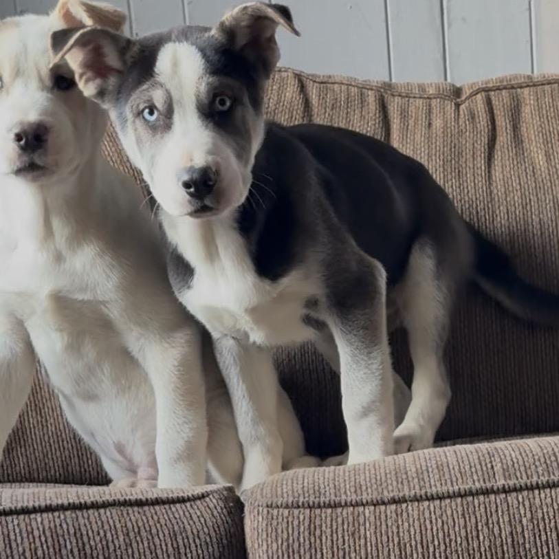 Hayes, Adoptable, Puppy Male Siberian Husky & Mixed Breed.