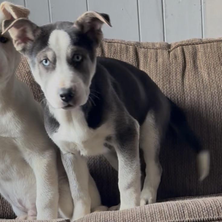 Hayes, a Adoptable mixed breed in Detroit Lakes, MN image 2/6