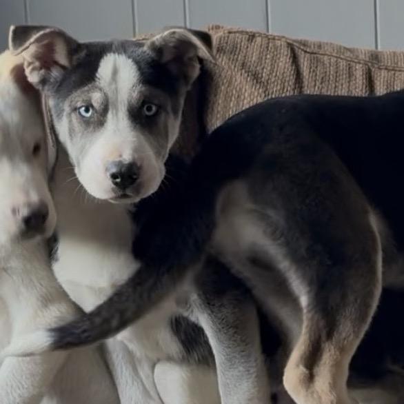 Hayes, a Adoptable mixed breed in Detroit Lakes, MN image 3/6