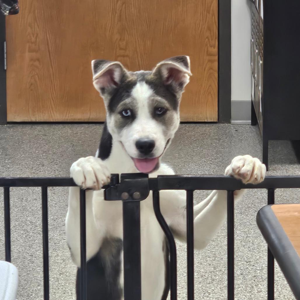 Hayes, a Adoptable mixed breed in Detroit Lakes, MN image 5/6