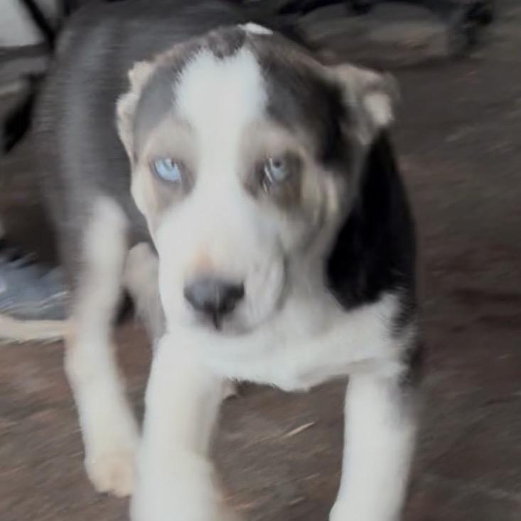 Hayes, a Adoptable mixed breed in Detroit Lakes, MN image 6/6