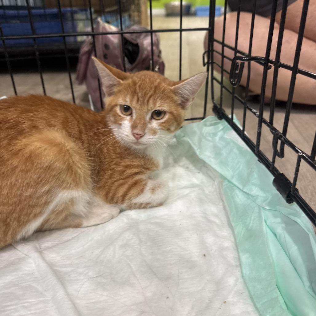 twix, adopted, Young Male Domestic Short Hair.