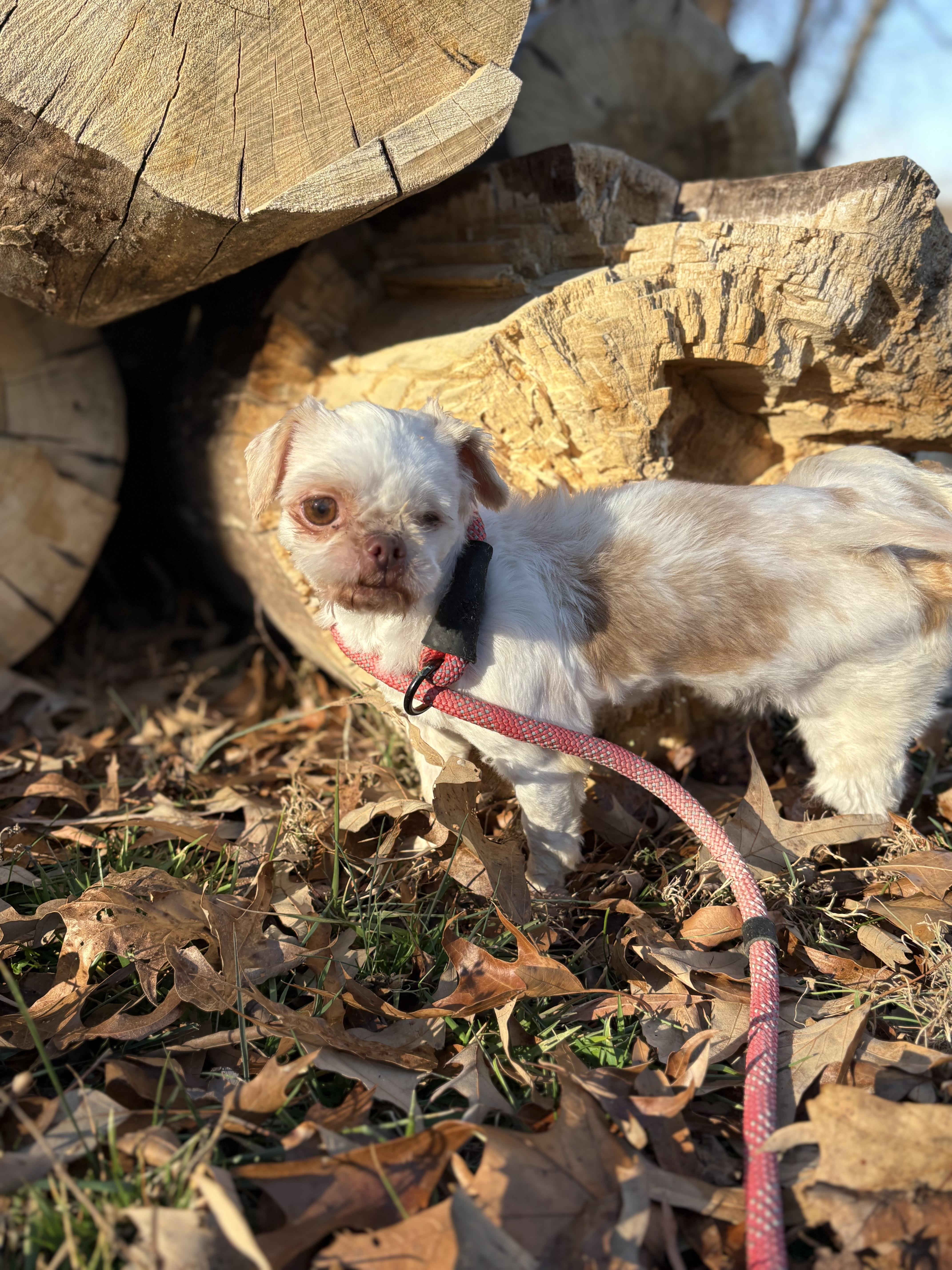 Kernel, an adoptable Shih Tzu in Louisa, VA image 3/4