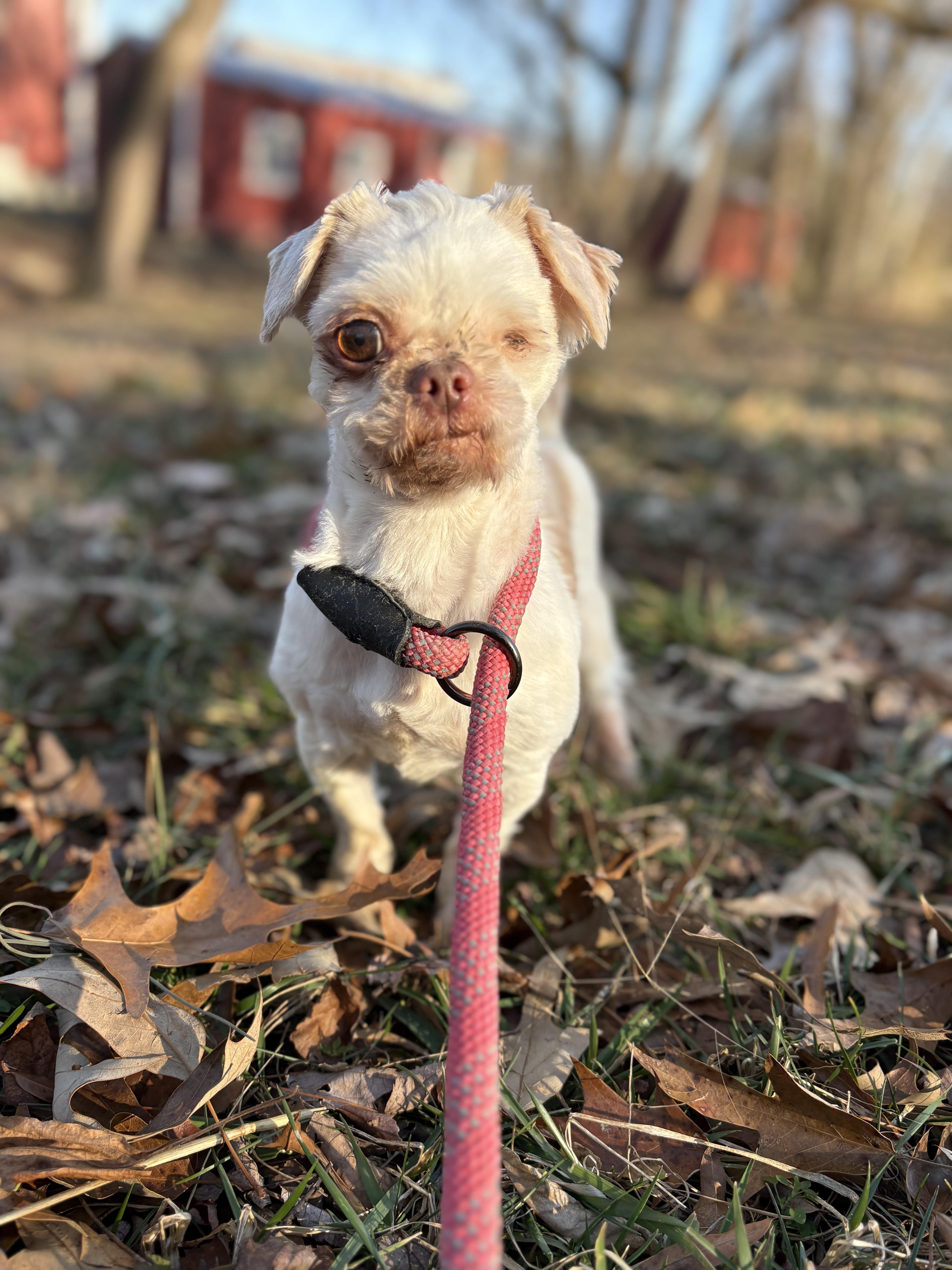 Kernel, an adoptable Shih Tzu in Louisa, VA image 1/4
