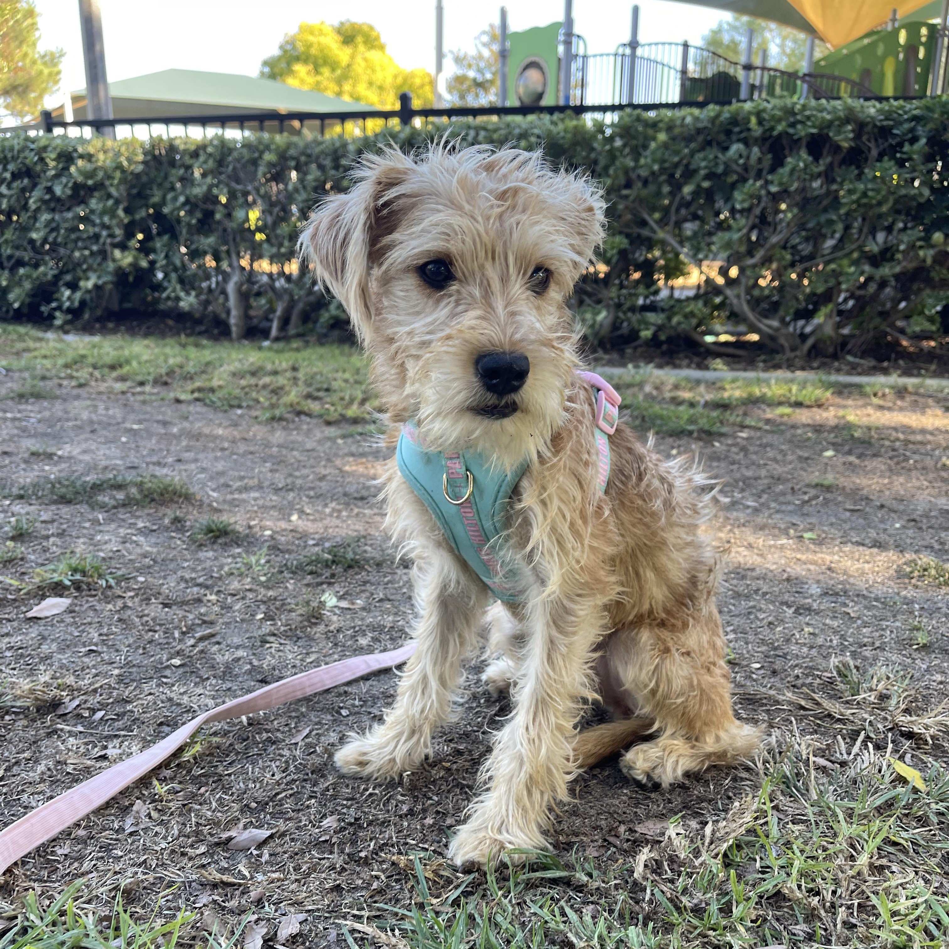 Enlarge Ms Darling 1 yr 9 lbs, a ADOPTABLE mixed breed in san diego, CA image 5/6