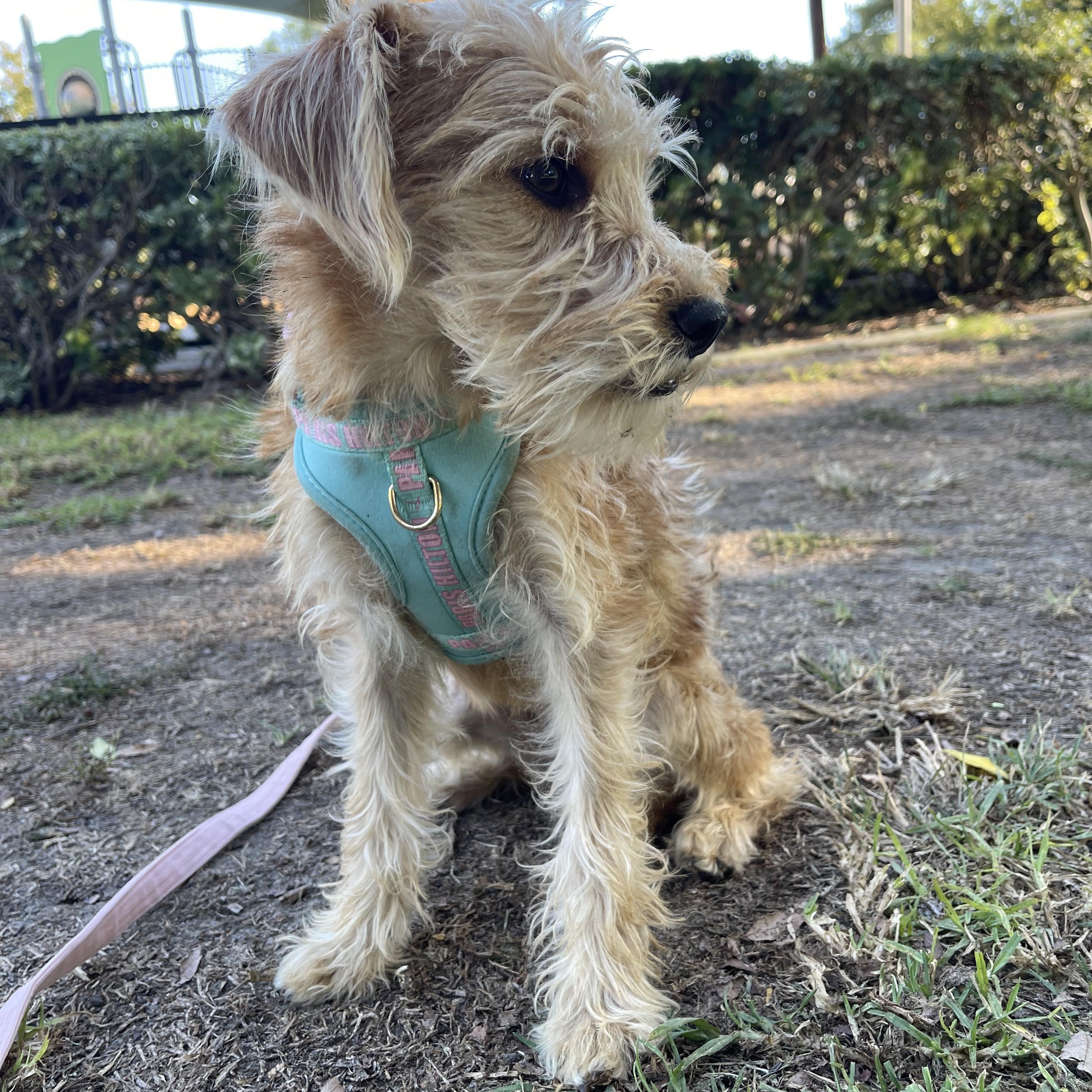 Enlarge Ms Darling 1 yr 9 lbs, a ADOPTABLE mixed breed in san diego, CA image 6/6