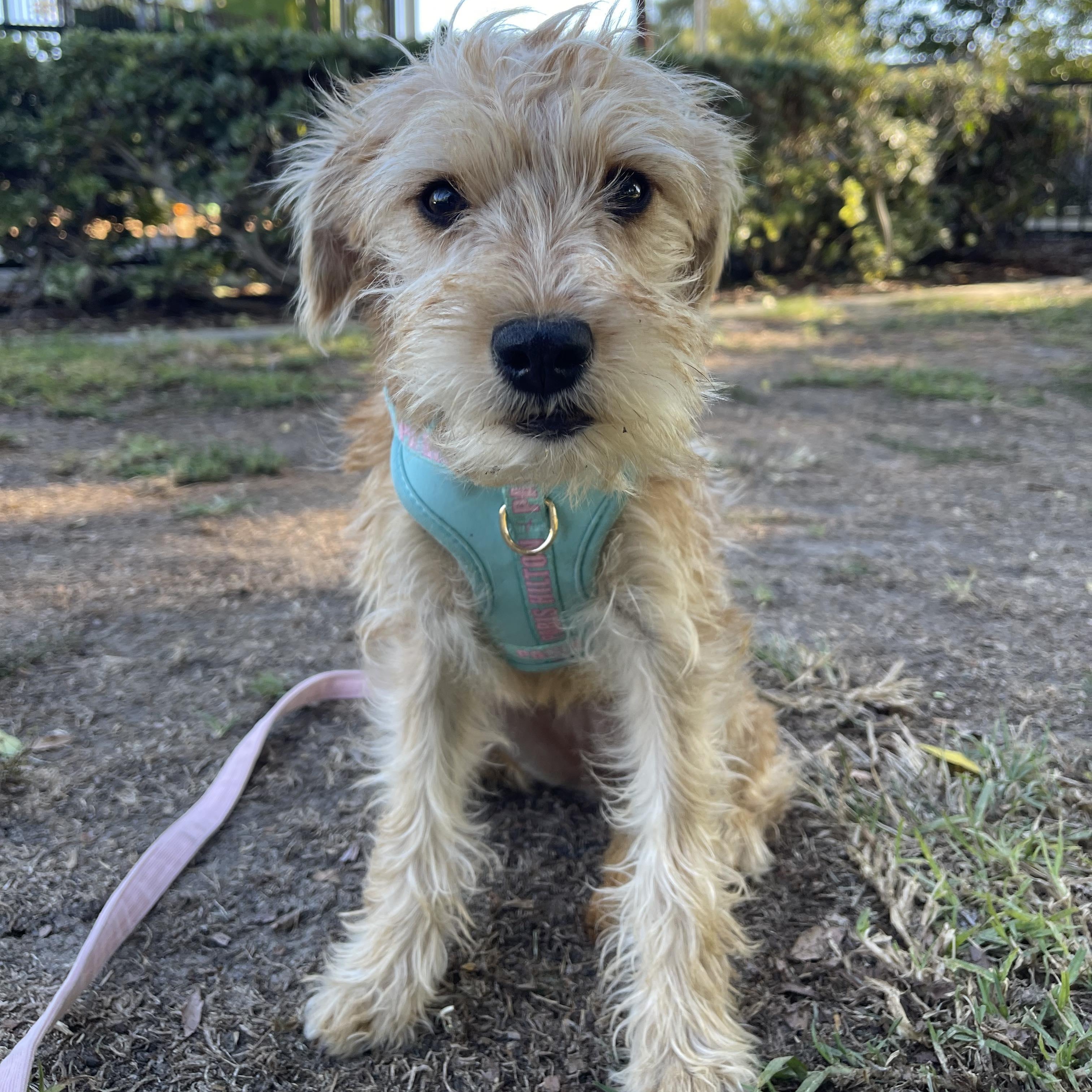 Enlarge Ms Darling 1 yr 9 lbs, a ADOPTABLE mixed breed in san diego, CA image 3/6