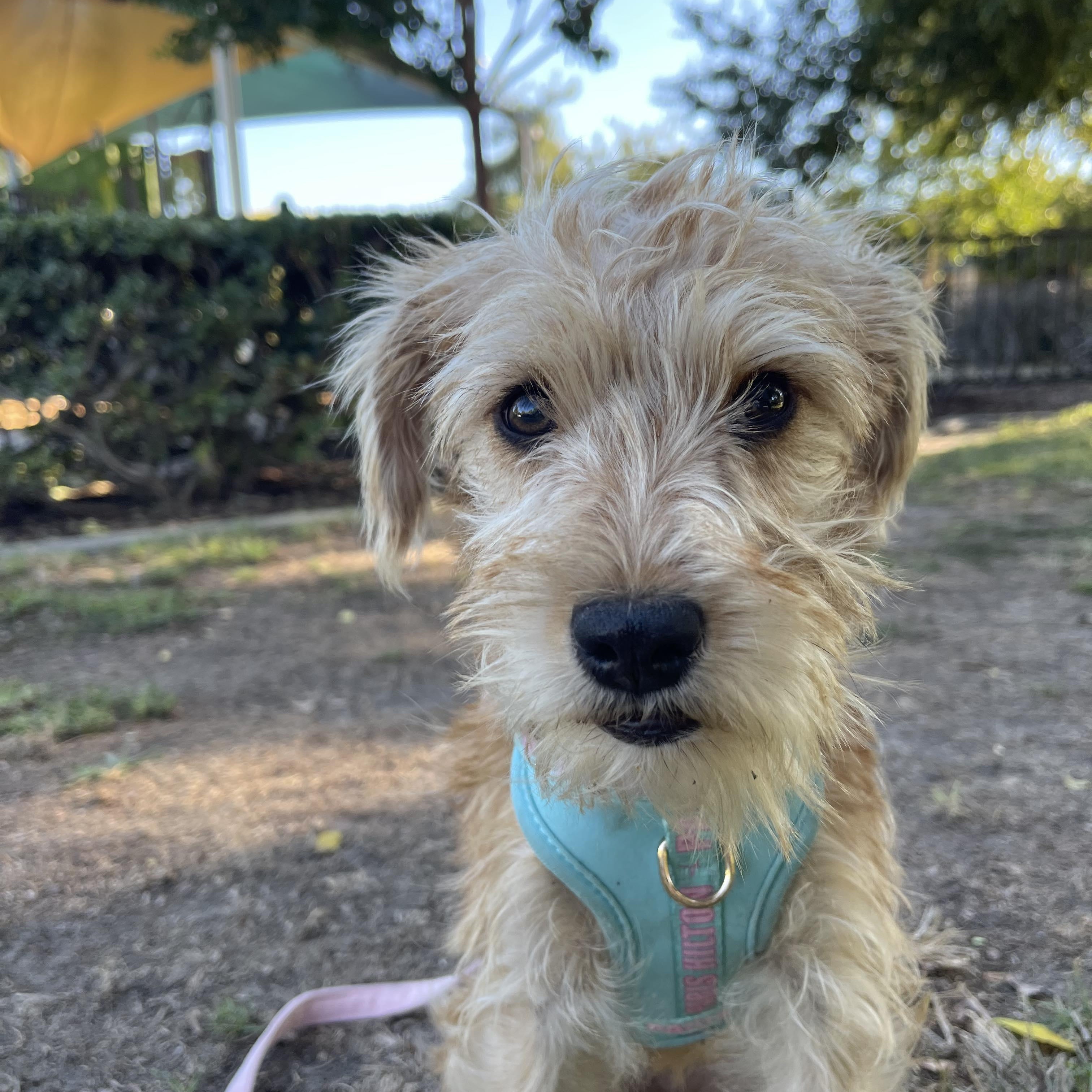 Ms Darling 1 yr 9 lbs, ADOPTABLE, Adult Female Norfolk Terrier & Yorkie Poo.