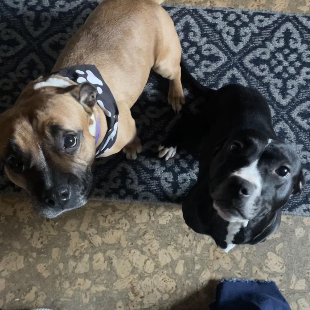 Gigi, Adoptable, Adult Female Pit Bull Terrier.