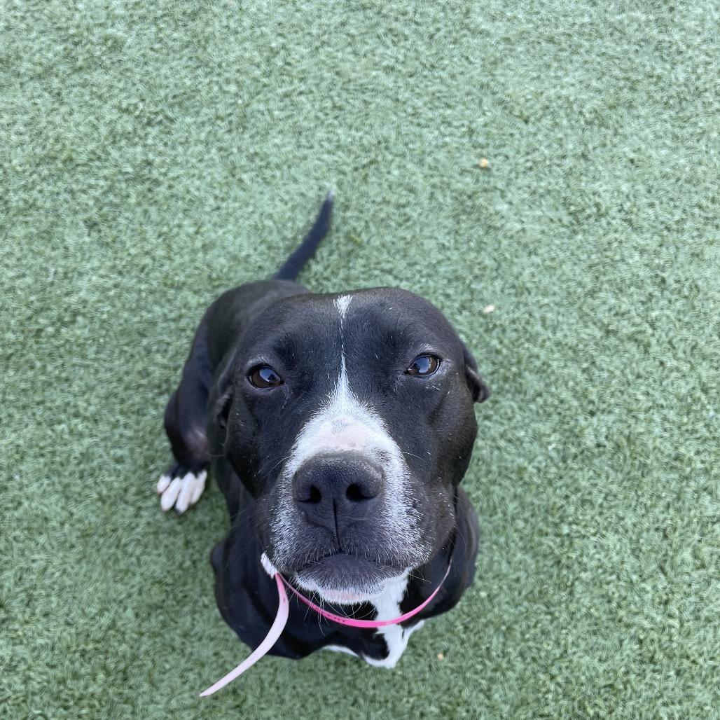 Enlarge Gigi, a Adoptable Pit Bull Terrier in Northville, MI image 2/5