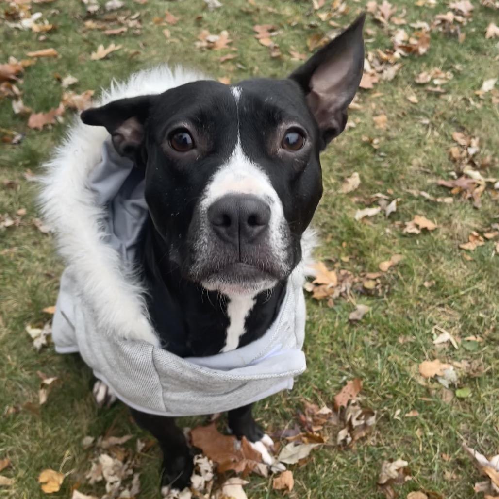 Gigi, Adoptable, Adult Female Pit Bull Terrier.