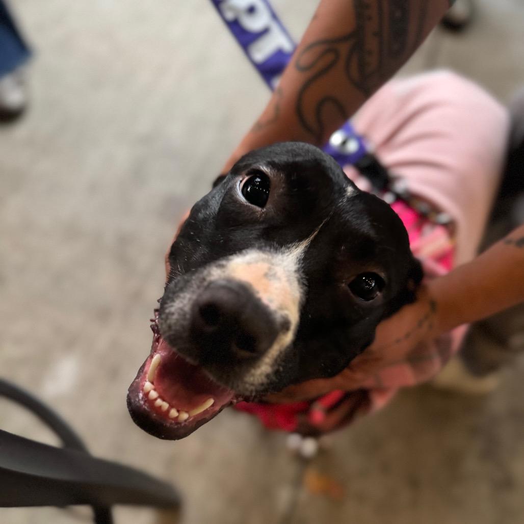 Enlarge Gigi, a Adoptable Pit Bull Terrier in Northville, MI image 3/5