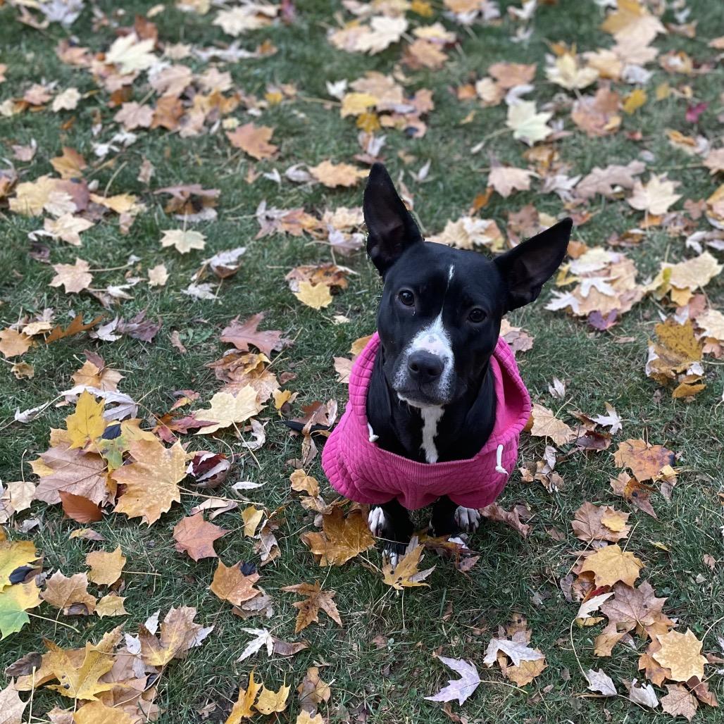 Enlarge Gigi, a Adoptable Pit Bull Terrier in Northville, MI image 4/5