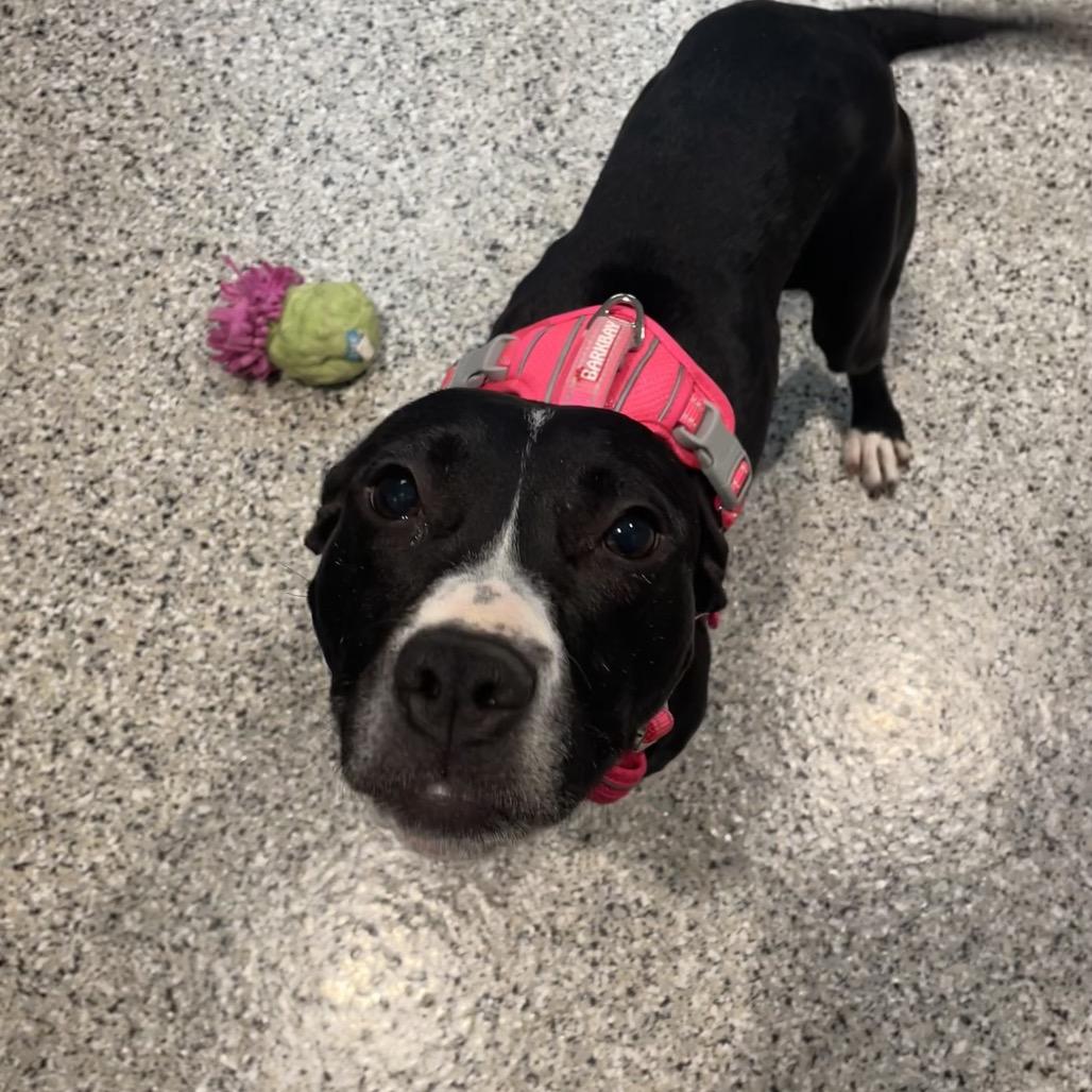 Enlarge Gigi, a Adoptable Pit Bull Terrier in Northville, MI image 5/5