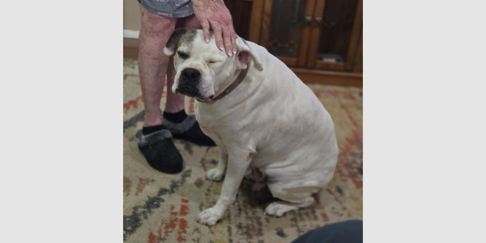 Rosie VI, a Adoptable Boxer in Hewitt, TX image 2/3