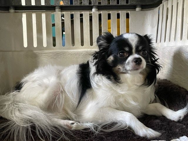 Enlarge Jorah, a Adopted Chihuahua in Killian, LA image 1/4