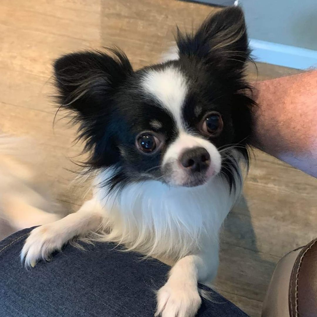 Enlarge Jorah, a Adopted Chihuahua in Killian, LA image 2/4