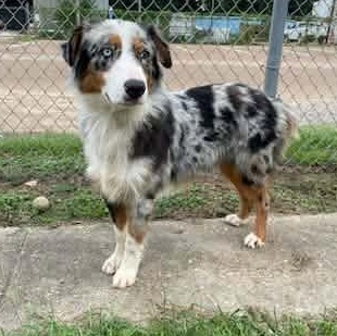 Bingo, Adoptable, Adult Male Australian Shepherd.
