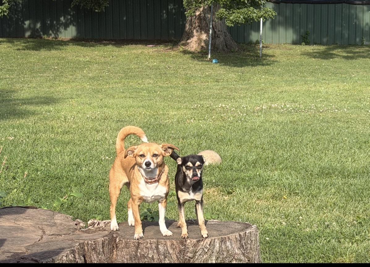 Enlarge Darla and Pedro, a ADOPTABLE Chihuahua in Rockford, IL image 1/5