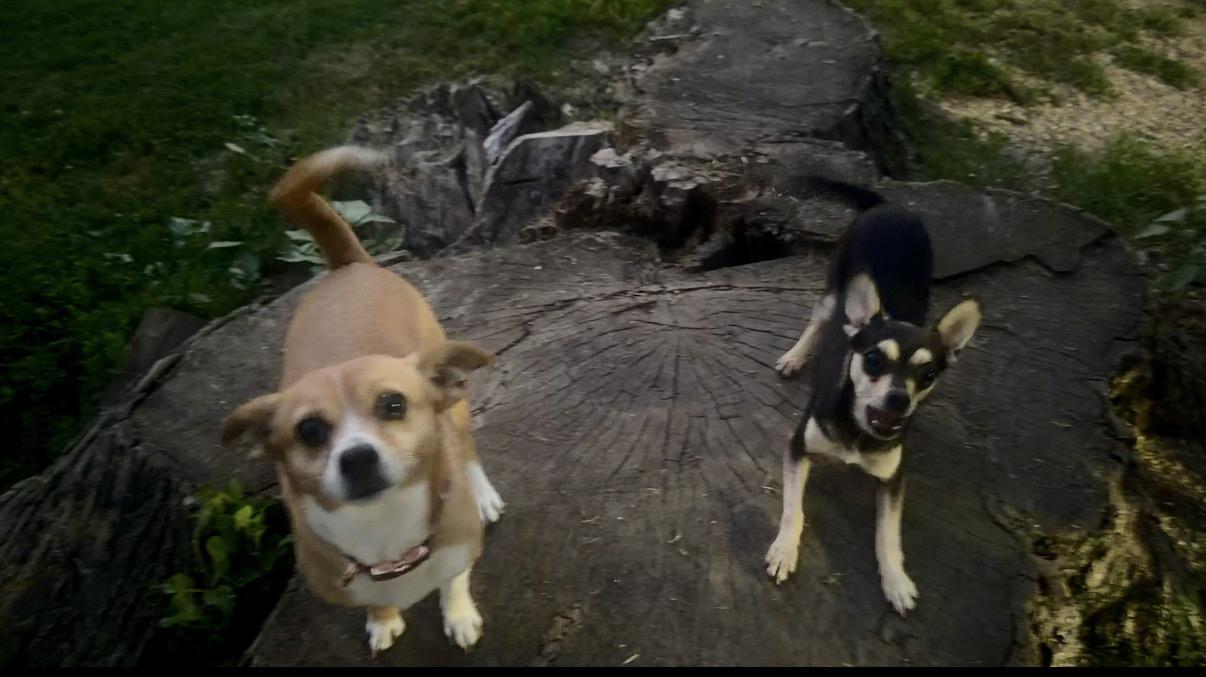 Enlarge Darla and Pedro, a ADOPTABLE Chihuahua in Rockford, IL image 5/5