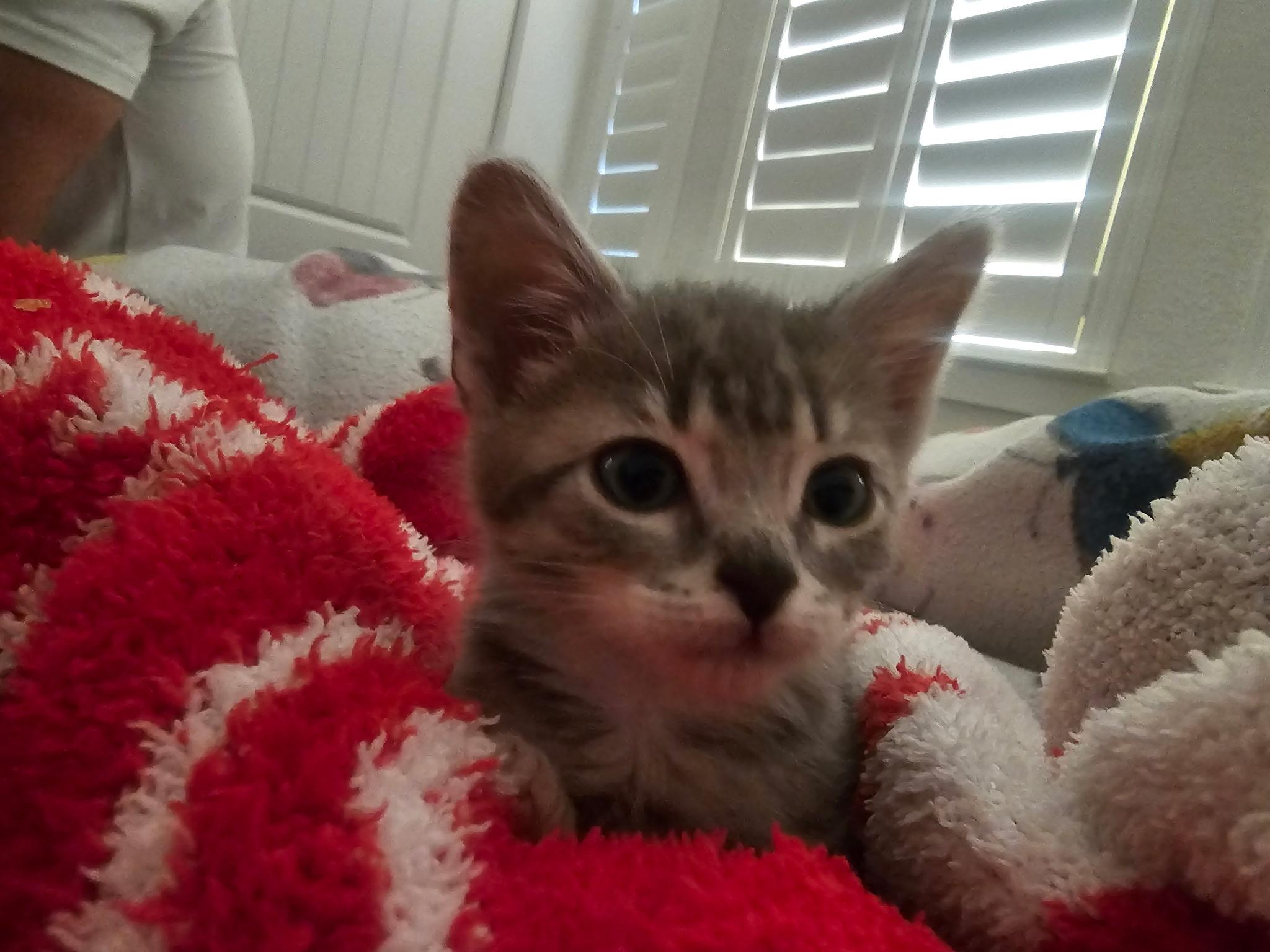 Ember, a ADOPTABLE Tabby in Tracy, CA image 2/4