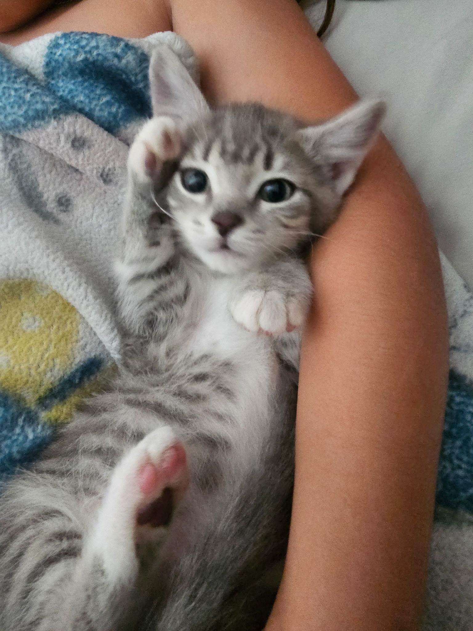 Ember, a ADOPTABLE Tabby in Tracy, CA image 1/4