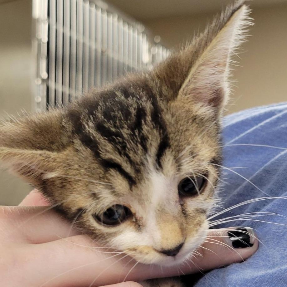 Enlarge Mallet, a Adoptable Domestic Short Hair in Tempe, AZ image 1/3