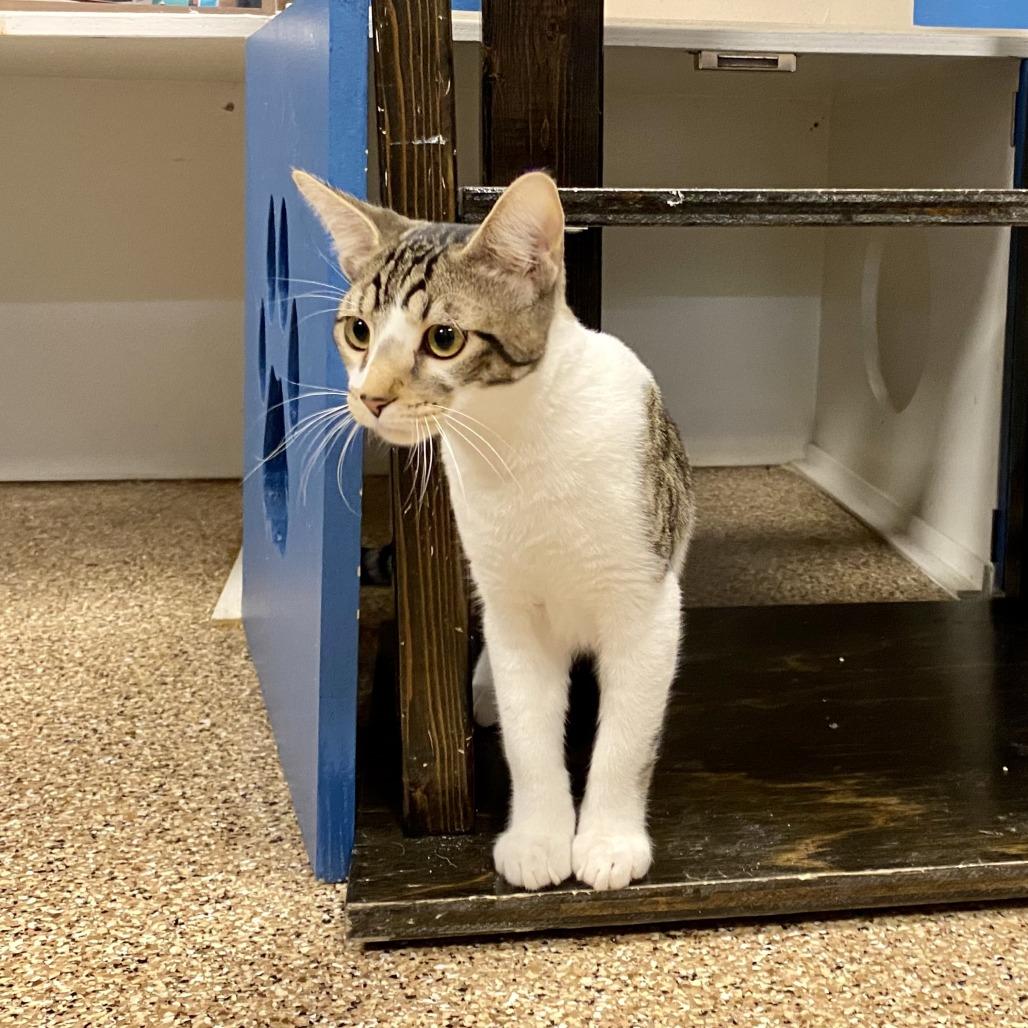 Enlarge Mallet, a Adoptable Domestic Short Hair in Tempe, AZ image 2/3