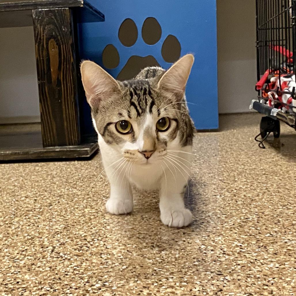Enlarge Mallet, a Adoptable Domestic Short Hair in Tempe, AZ image 3/3