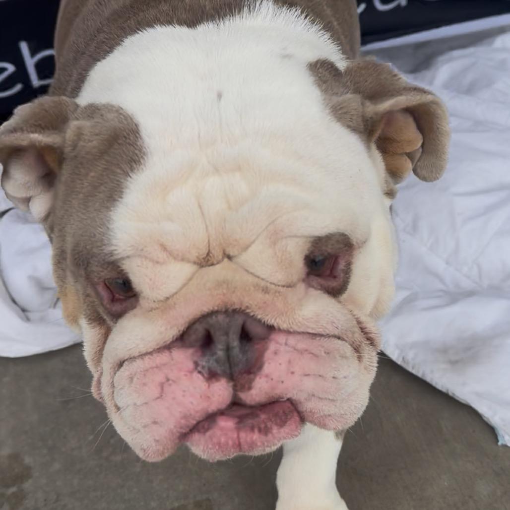 Merlin, Adoptable, Adult Male English Bulldog.