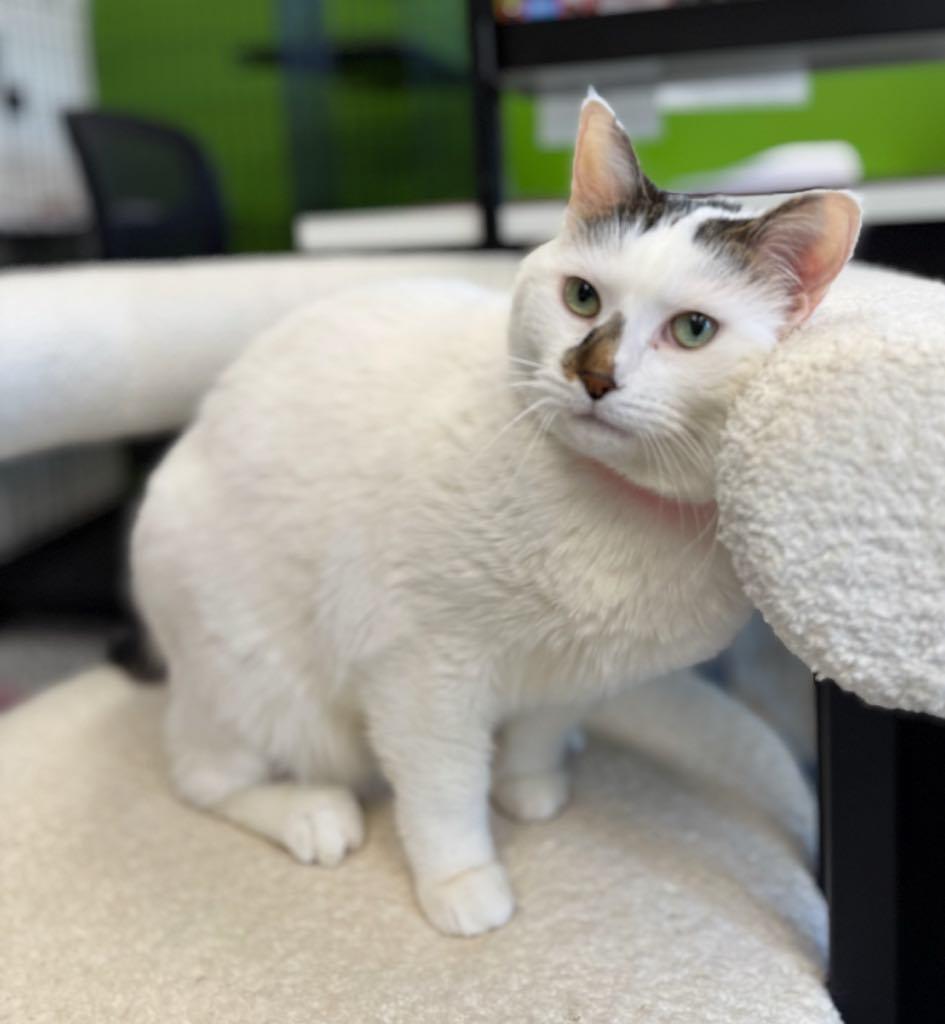 Bebe, an adopted Domestic Short Hair in Cortland, OH image 4/4