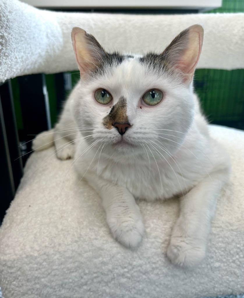 Bebe, adopted, Adult Female Domestic Short Hair.